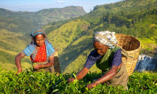 Sri Lanka - podróż wśród herbacianych pól (7).jpg